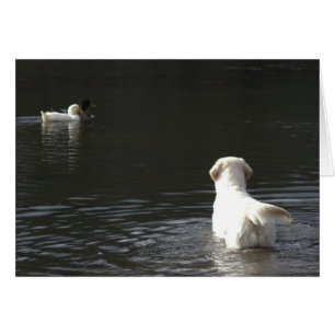 Golden Retriever Blank-fotokaart