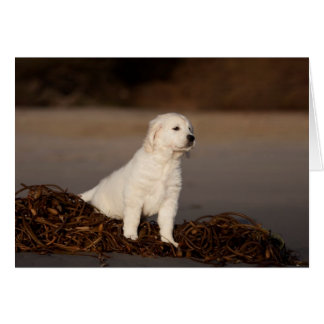 Golden Retriever Blank-fotokaart