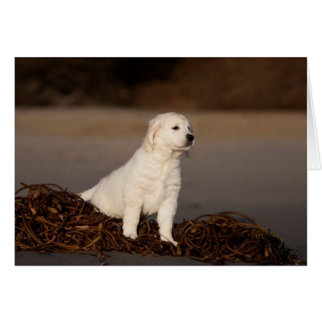 Golden Retriever Blank-fotokaart (Voorkant Horizontaal)