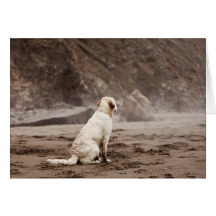 Golden Retriever Blank-fotokaart