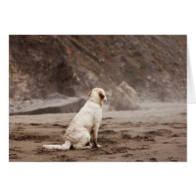 Golden Retriever Blank-fotokaart (Voorkant Horizontaal)
