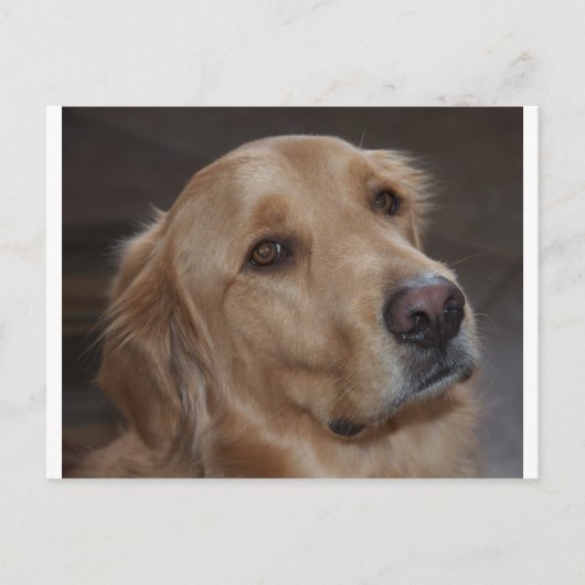 Golden Retriever Briefkaart (Voorkant)