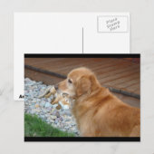 Golden Retriever Briefkaart (Voorkant / Achterkant)