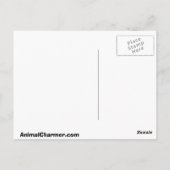 Golden Retriever Briefkaart (Achterkant)