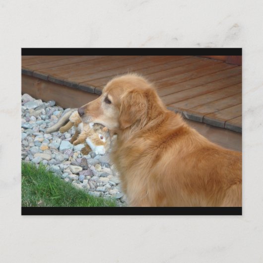 Golden Retriever Briefkaart (Voorkant)