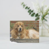 Golden Retriever Briefkaart (Staand voorkant)