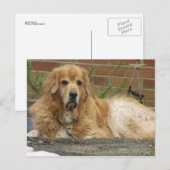 Golden Retriever Briefkaart (Voorkant / Achterkant)