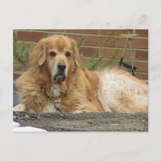Golden Retriever Briefkaart (Voorkant)