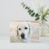 Golden Retriever Briefkaart (Staand voorkant)
