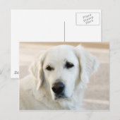 Golden Retriever Briefkaart (Voorkant / Achterkant)