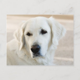 Golden Retriever Briefkaart