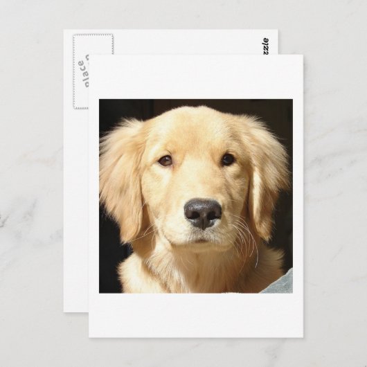 Golden Retriever Briefkaart (Voorkant / Achterkant)