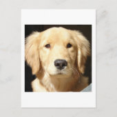 Golden Retriever Briefkaart (Voorkant)