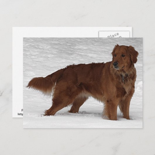 Golden Retriever Briefkaart (Voorkant / Achterkant)