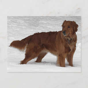 Golden Retriever Briefkaart