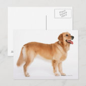 Golden Retriever Briefkaart (Voorkant / Achterkant)