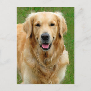 Golden Retriever Briefkaart