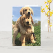 Golden Retriever Brothers Kaart (Gele Bloem)