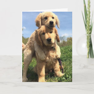Golden Retriever Brothers Kaart
