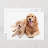 Golden Retriever Buddies Briefkaart (Voorkant / Achterkant)