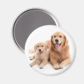 Golden Retriever Buddies Magneet (Voorkant / Achterkant)