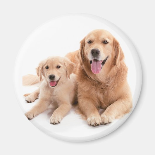 Golden Retriever Buddies Magneet (Voorkant)