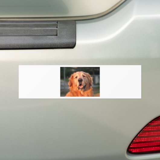 Golden Retriever Bumpersticker (Op auto)