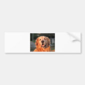 Golden Retriever Bumpersticker (Voorkant)