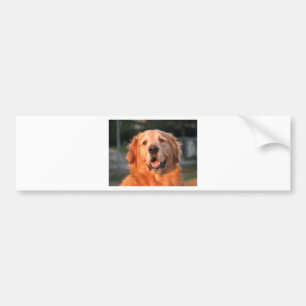 Golden Retriever Bumpersticker