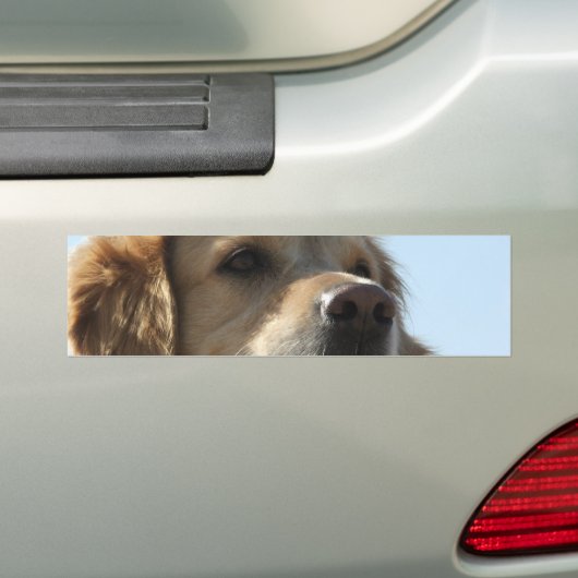 Golden Retriever Bumpersticker (Op auto)