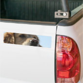 Golden Retriever Bumpersticker (Op Truck)