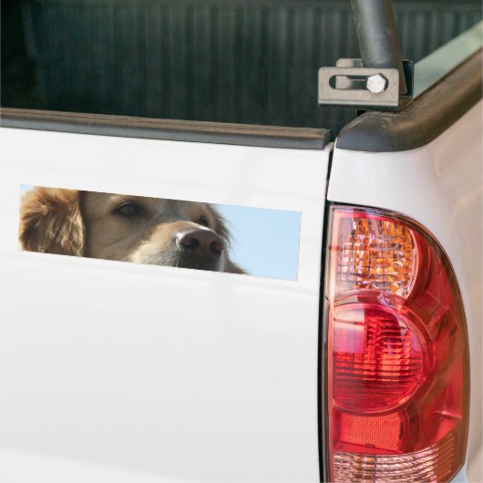 Golden Retriever Bumpersticker (Op Truck)