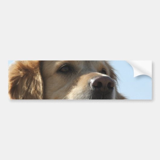Golden Retriever Bumpersticker (Voorkant)