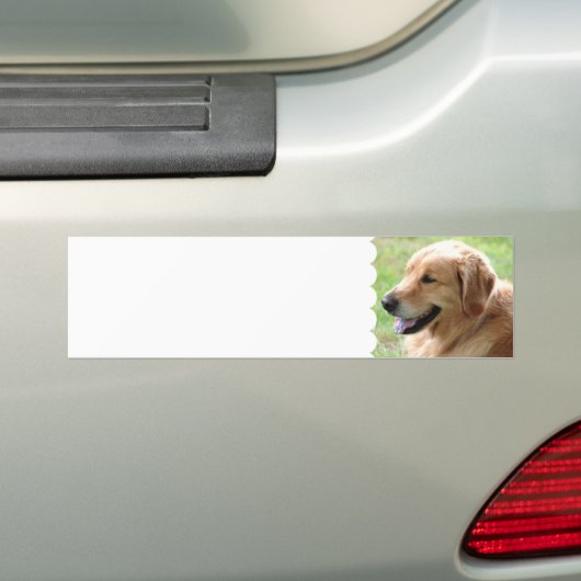 Golden Retriever Bumperstickers (Op auto)