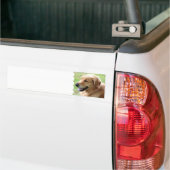 Golden Retriever Bumperstickers (Op Truck)