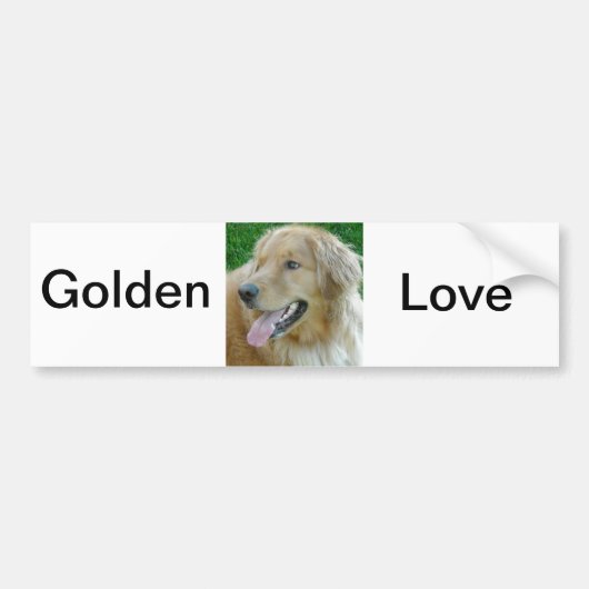 Golden Retriever Close-up Bumpersticker (Voorkant)