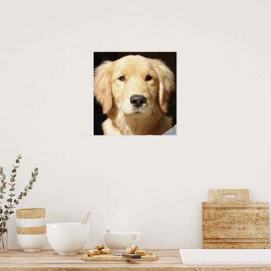 Golden Retriever Closeup Poster (Keuken)