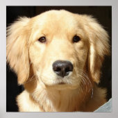 Golden Retriever Closeup Poster (Voorkant)