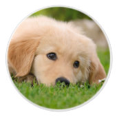 Golden Retriever Cute Puppy Dreaming - Decoratief Keramische Knop (Voorkant)
