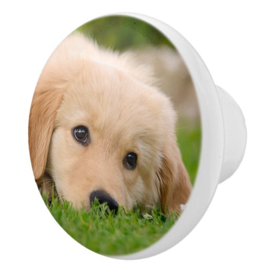 Golden Retriever Cute Puppy Dreaming - Decoratief Keramische Knop (Rechts)
