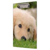 Golden Retriever Cute Puppy Dreaming Dog Portret Klembord (Links)