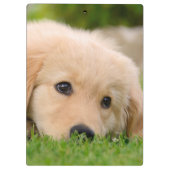 Golden Retriever Cute Puppy Dreaming Dog Portret Klembord (Achterkant)