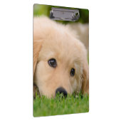 Golden Retriever Cute Puppy Dreaming Dog Portret Klembord (Rechts)