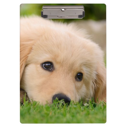 Golden Retriever Cute Puppy Dreaming Dog Portret Klembord (Voorkant)