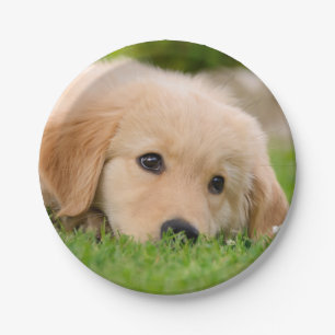 Golden Retriever Cute Puppy Dreaming, Happy Party Papieren Bordje