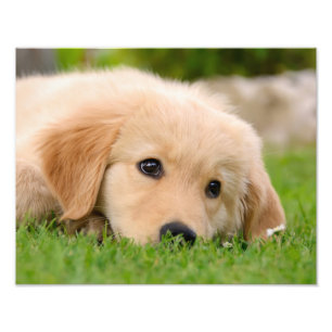 Golden Retriever Cute Puppy Dreaming - Paperprint Foto Afdruk