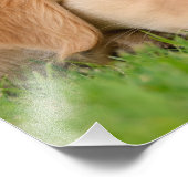 Golden Retriever Cute Puppy Dreaming - Paperprint Foto Afdruk (Hoek)