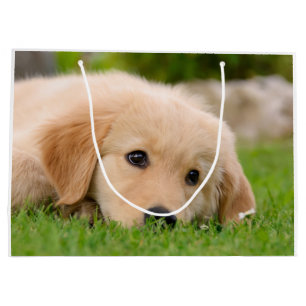 Golden Retriever Cute Puppy Dreaming Portret - Groot Cadeauzakje