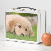Golden Retriever Cute Puppy Dreams Dog Foto (In situ)