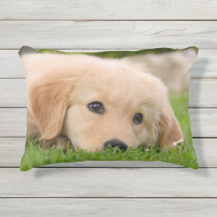 Golden Retriever Cute Puppy Dreams Dog Foto Buitenkussen